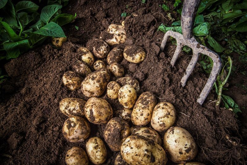 How scientists finally solved the mystery of the Irish Famine