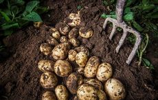 How scientists finally solved the mystery of the Irish Famine 