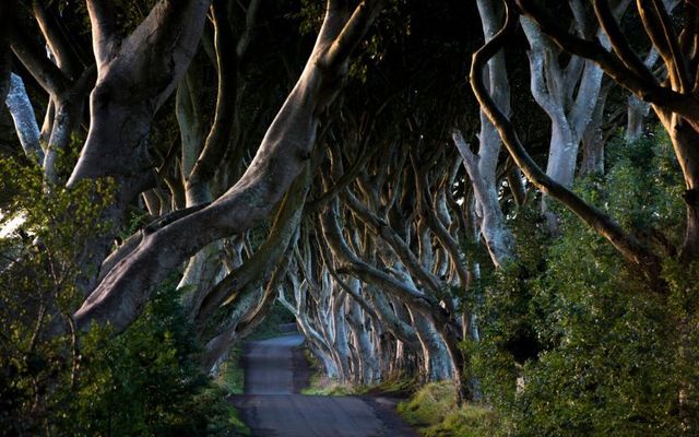 The Dark Hedges in Co Antrim. 