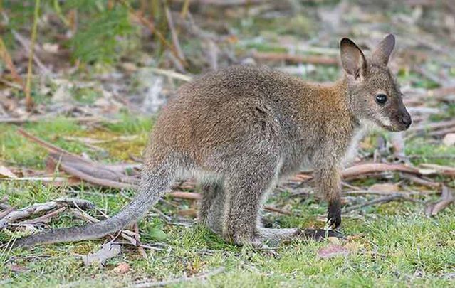 Lambay Island is home to birds, cattle, deer, four humans, and red-necked wallabies. How did they get there?