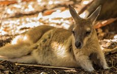 Wild wallabies wander this deserted Irish island