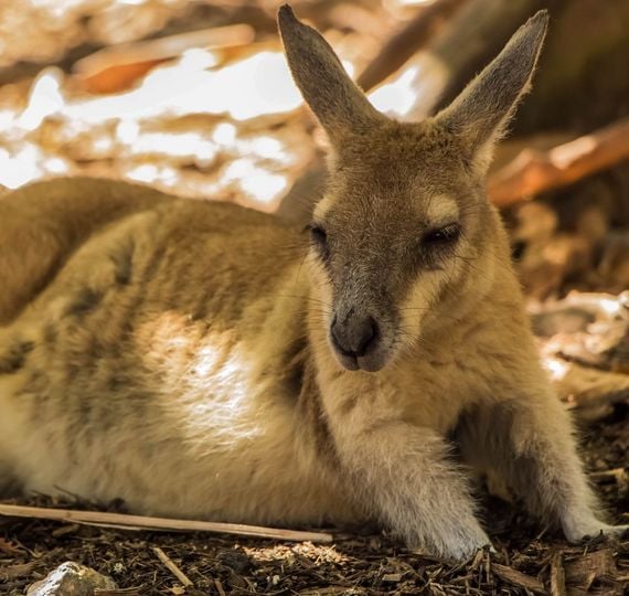 Wild wallabies wander this deserted Irish island