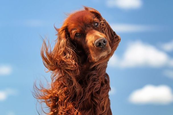 An Irish setter.