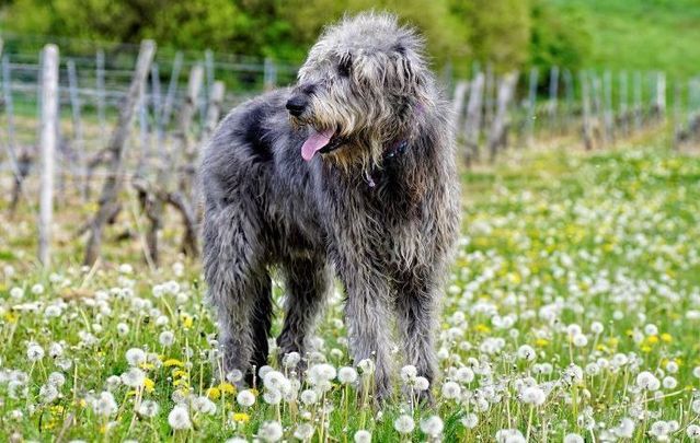 The Irish Wolfhound