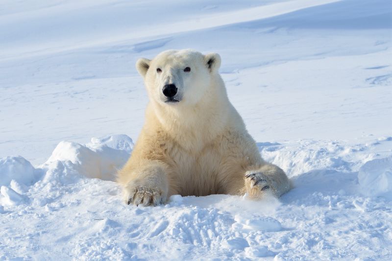 International Polar Bear Day: DNA proves Irish brown bears related to polar bears