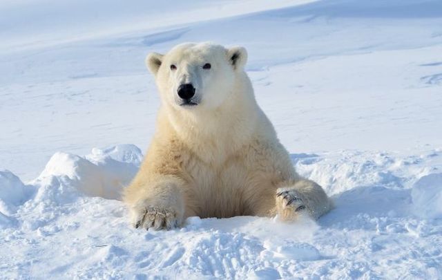 DNA evidence links polar bears to Irish brown bears