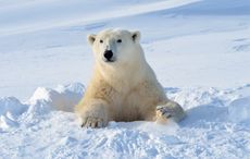 International Polar Bear Day: DNA proves Irish brown bears related to polar bears