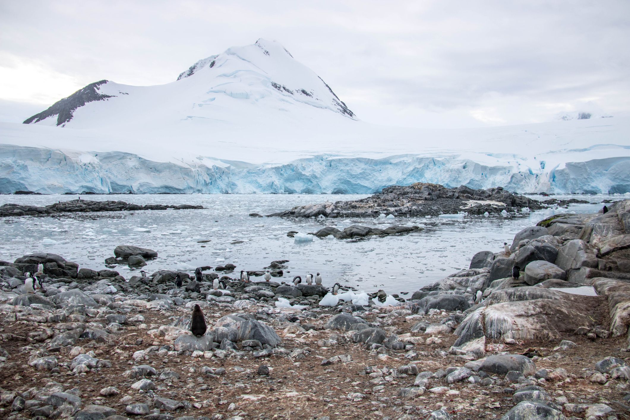 Gentoo Penguins (Pygoscelis papua) standing on rocks along the shoreline at Port Lockroy on Goudier Island.