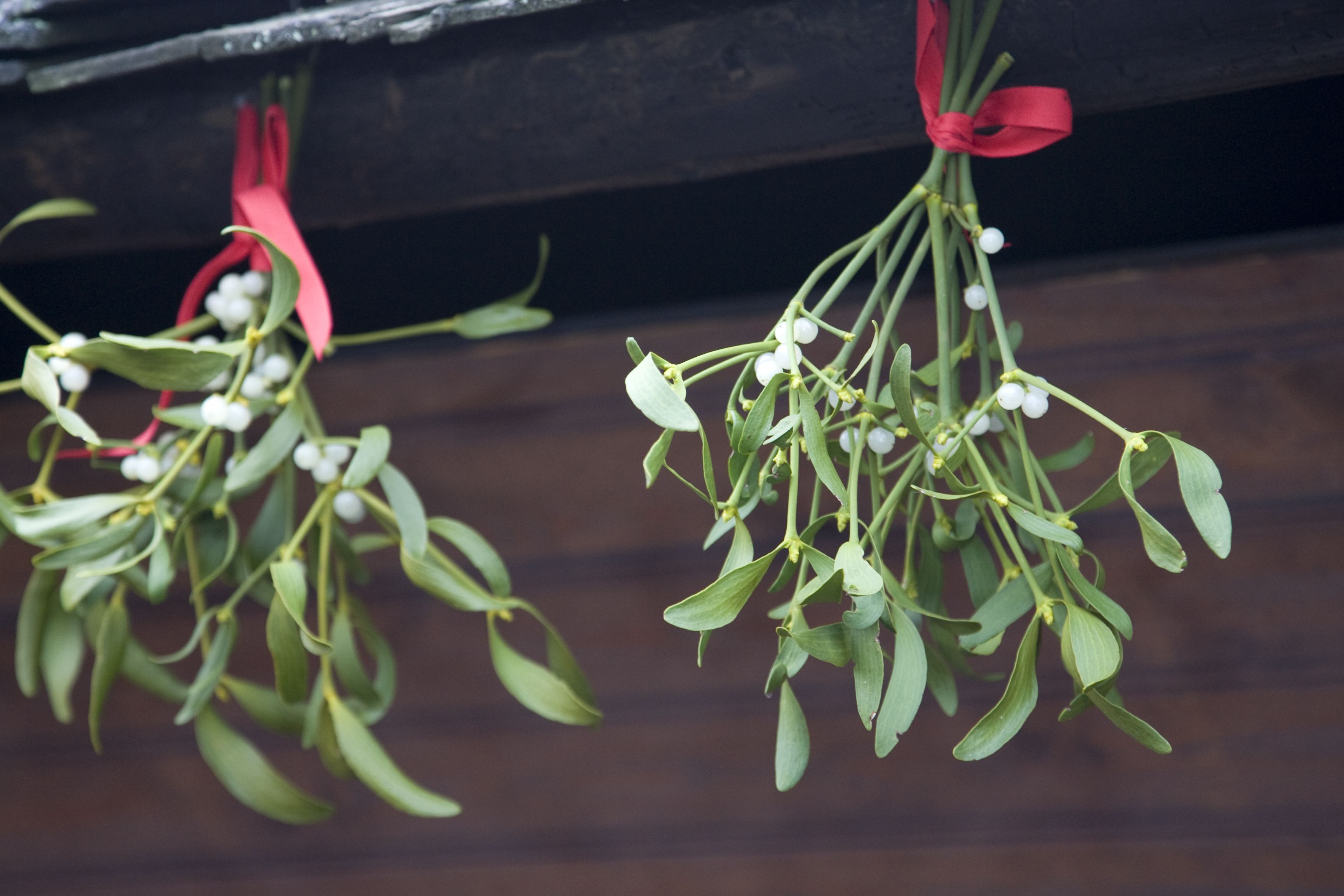 Mistletoe. Photo: Getty Images