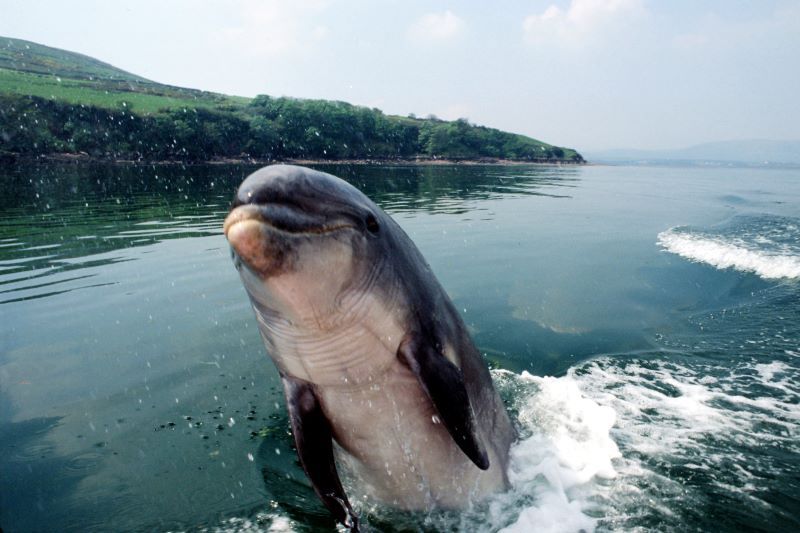 Fungie the Dolphin (RollingNews.ie)