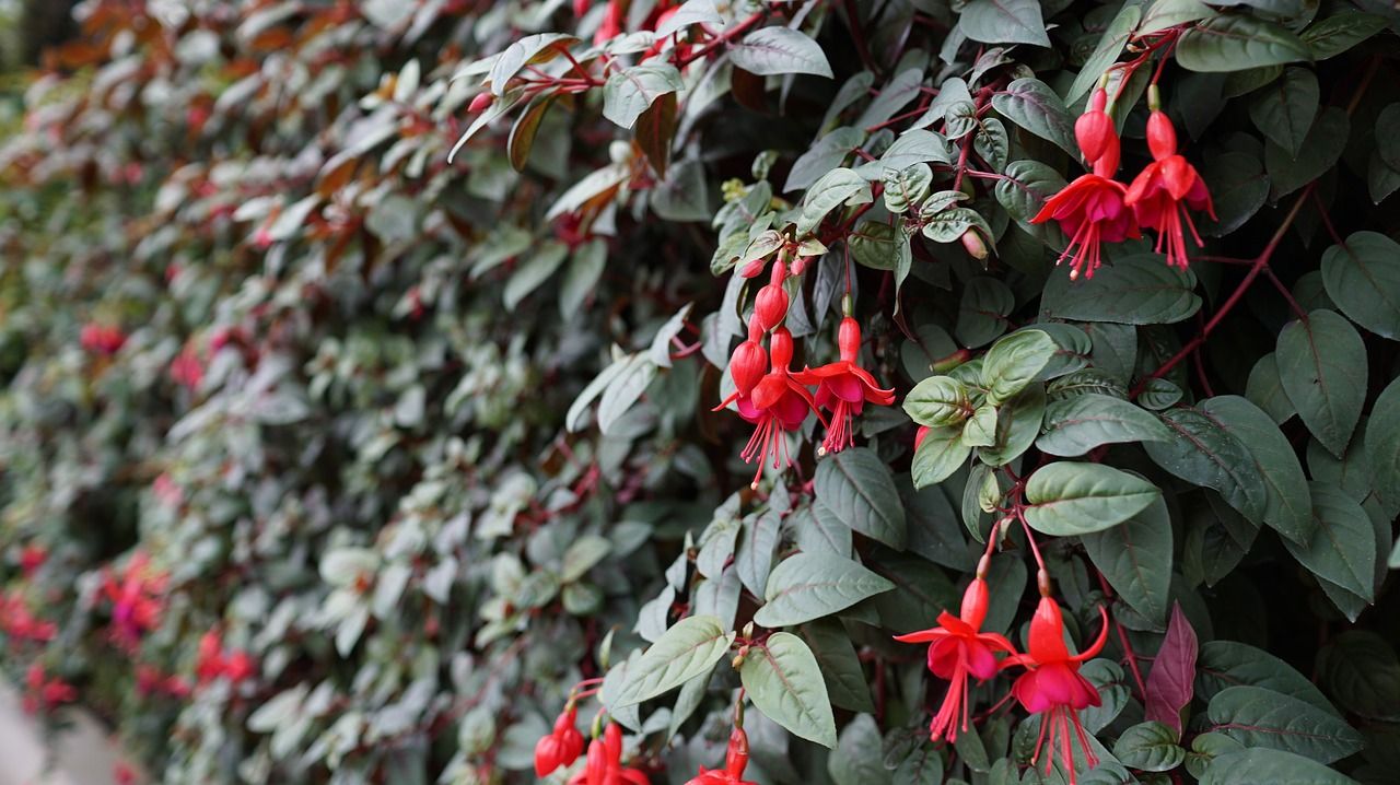 The hardy Fuchsia hedges along the country roads of Ireland. The hardy Fuchsia hedges along the country roads of Ireland.