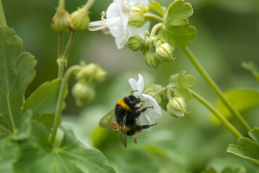 bumblebee bumblebee