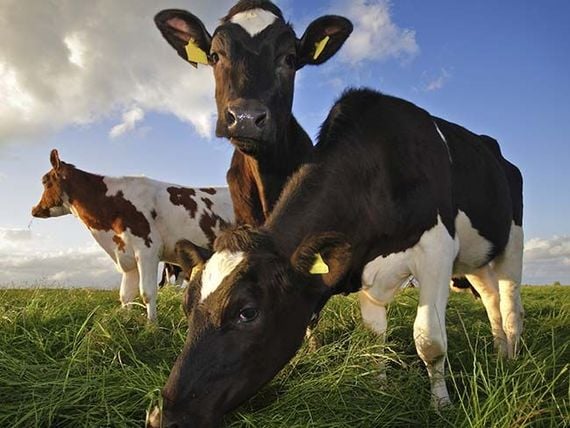 È sfortunato tagliare il fieno nello stesso anno in cui pascolano i bovini.