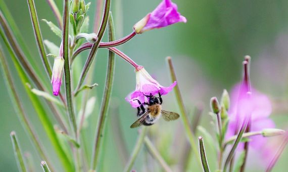 "Over the years we have complicated the art of looking after bees and now it can be a challenge to just keep a hive of bees alive." "Over the years we have complicated the art of looking after bees and now it can be a challenge to just keep a hive of bees alive."