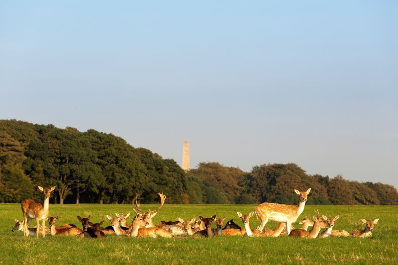 Phoenix Park (Ireland's Content Pool)