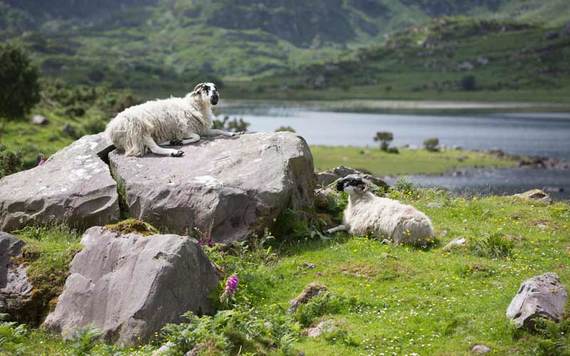 Sheep in Killarney National Park. (Getty Images)