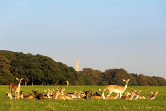 Phoenix Park, Dublin. (Ireland's Content Pool) Phoenix Park, Dublin. (Ireland's Content Pool)