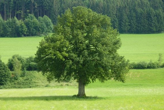 Oak:  From May 13 to July 7.