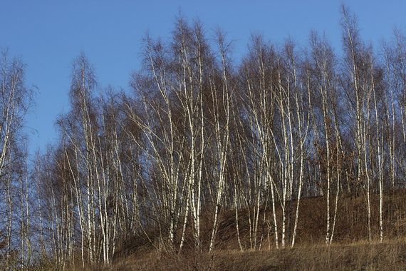 Birch: People born from December 24 to January 21.
