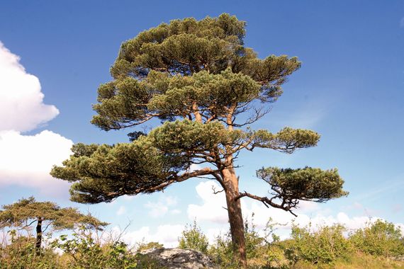 Scots Pine.