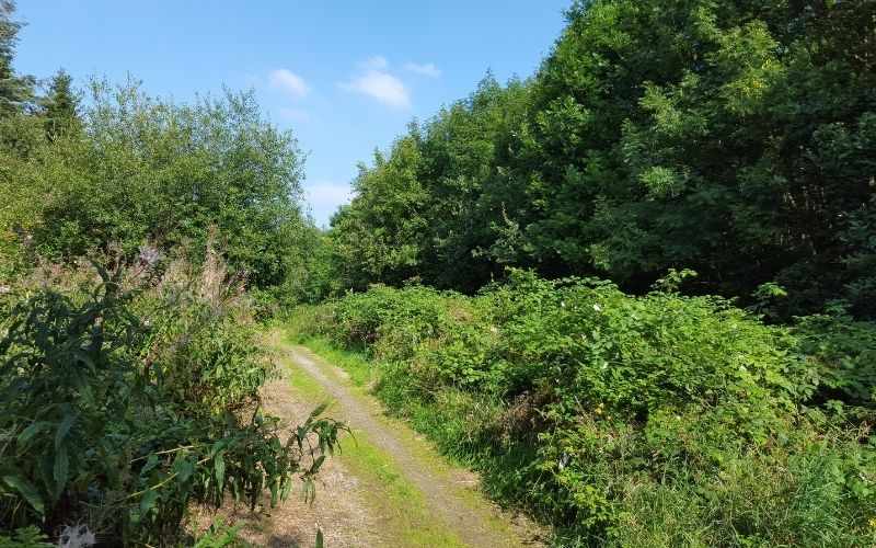 Help keep Ireland green with the Irish Heritage Tree program 