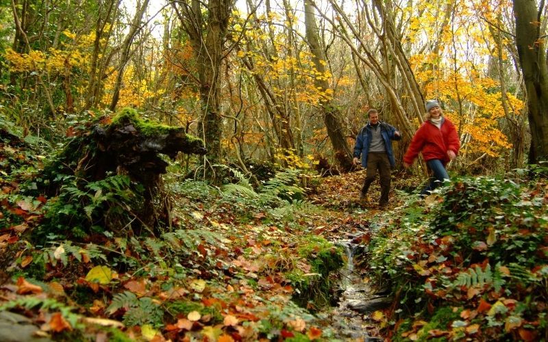 This holidays season you can give back to Mother Nature by planting an Irish Heritage Tree 