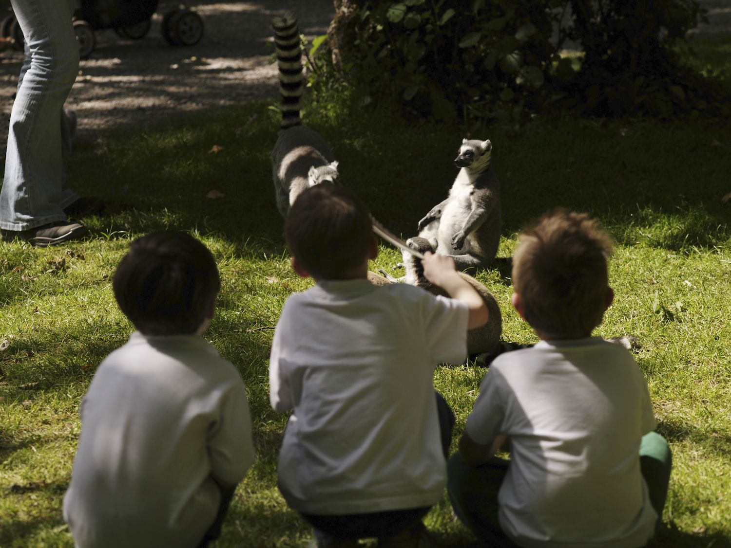 Children enjoying Fota Island Wildlife Park, in Cork. Children enjoying Fota Island Wildlife Park, in Cork.