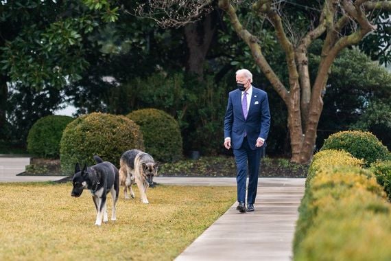 President Joe Biden walks with his dogs Major and Champ in the Rose Garden of the White House. President Joe Biden walks with his dogs Major and Champ in the Rose Garden of the White House.