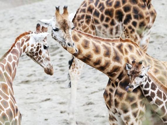Dublin Zoo first opened its doors on September 1, 1831 Dublin Zoo first opened its doors on September 1, 1831