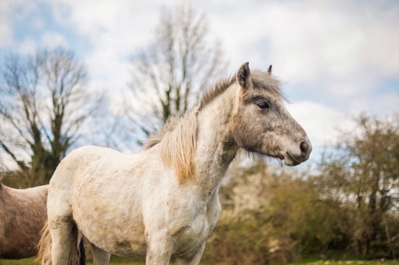 Connemara pony