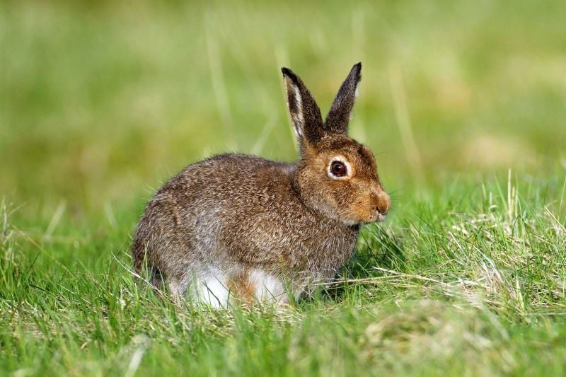 Irish hare