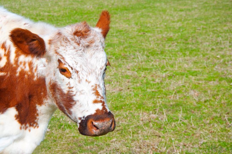 Irish Moiled Cow