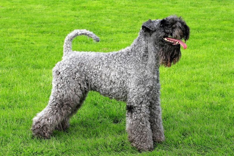Kerry Blue Terrier