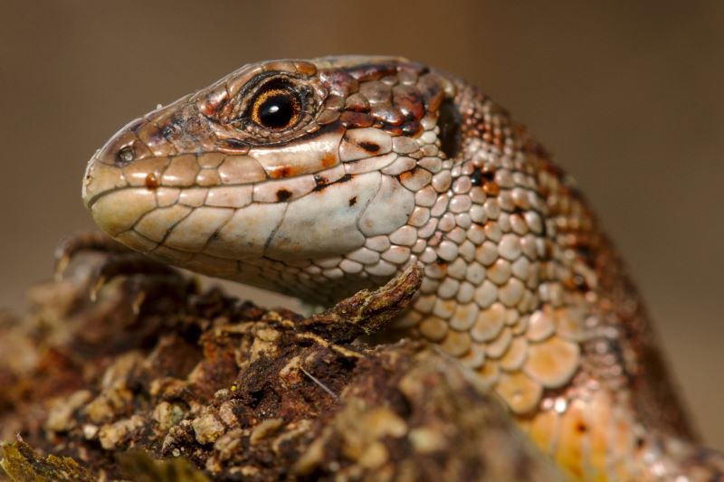 Common Lizard.