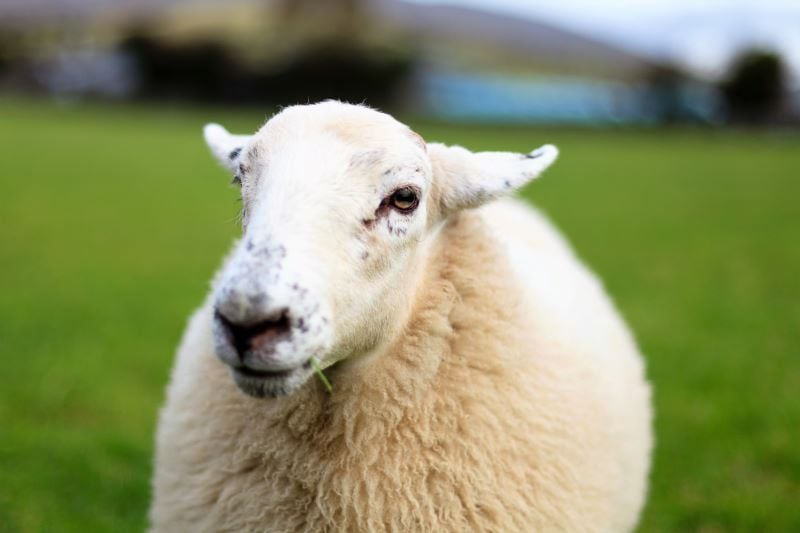 Galway Sheep.