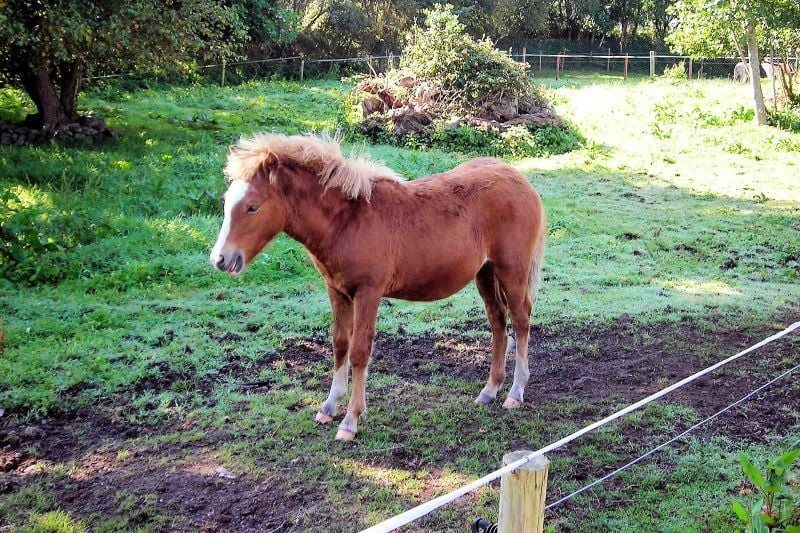 Kerry Bog Pony