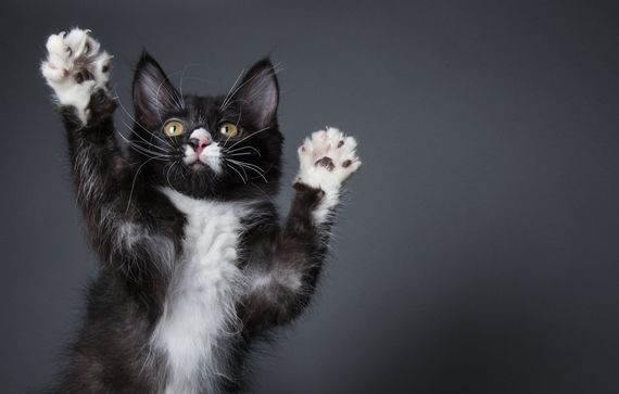 Pangur is the most famous Irish cat in history. Pangur is the most famous Irish cat in history.
