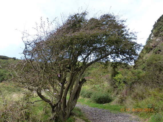 A fairy tree at Gobbins, County Antrim. A fairy tree at Gobbins, County Antrim.