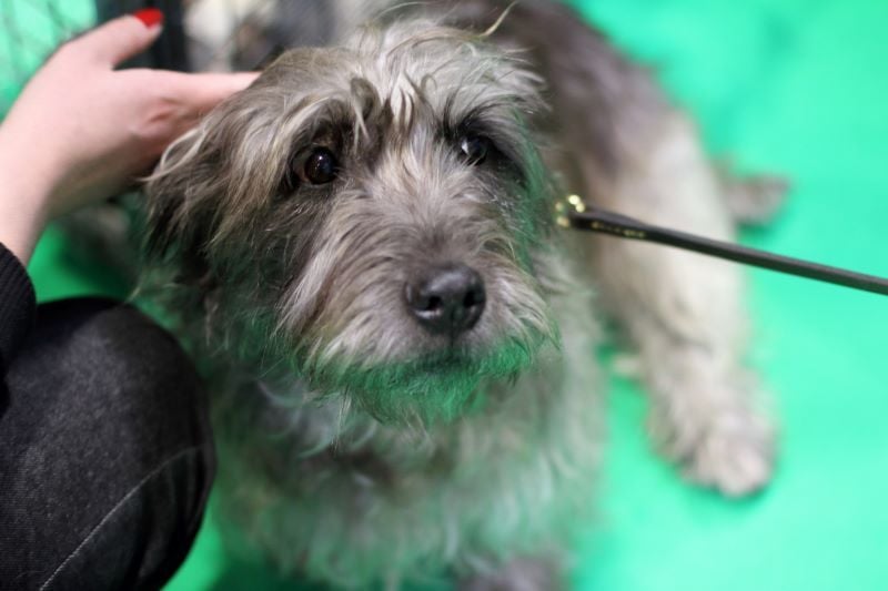 Glen of Imaal Terrier. (adam w / Flickr, CC BY 2.0)