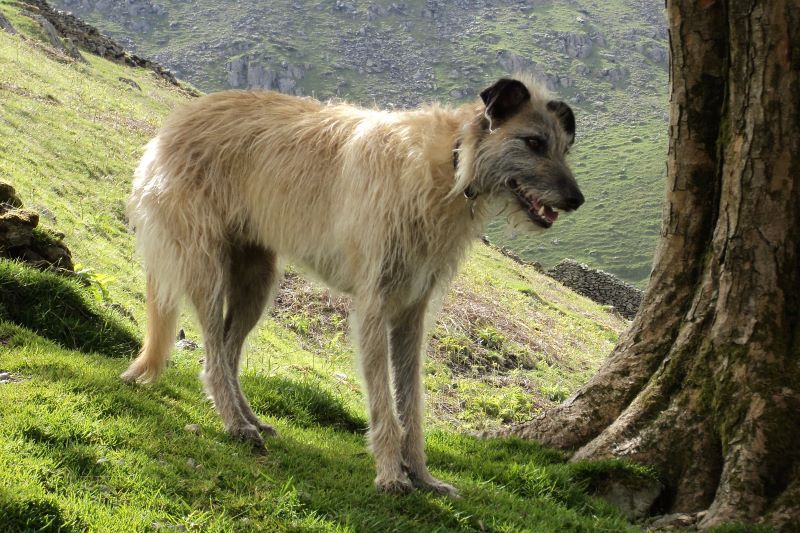 Irish Lurcher. (sykes108, CC BY-SA 4.0)