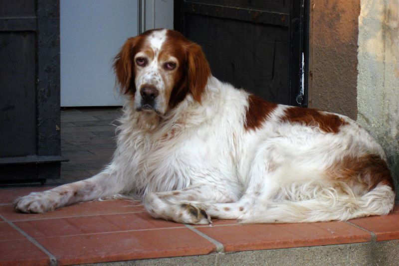 Irish Red and White Setter. (Ordinary Guy, CC BY 2.0)