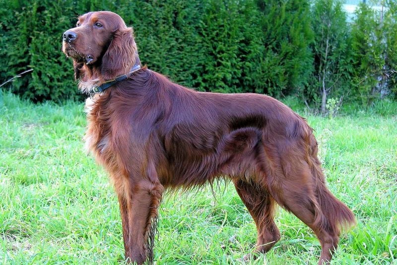 Irish Setter. (Luis Miguel Bugallo Sánchez / CC BY-SA 3.0)
