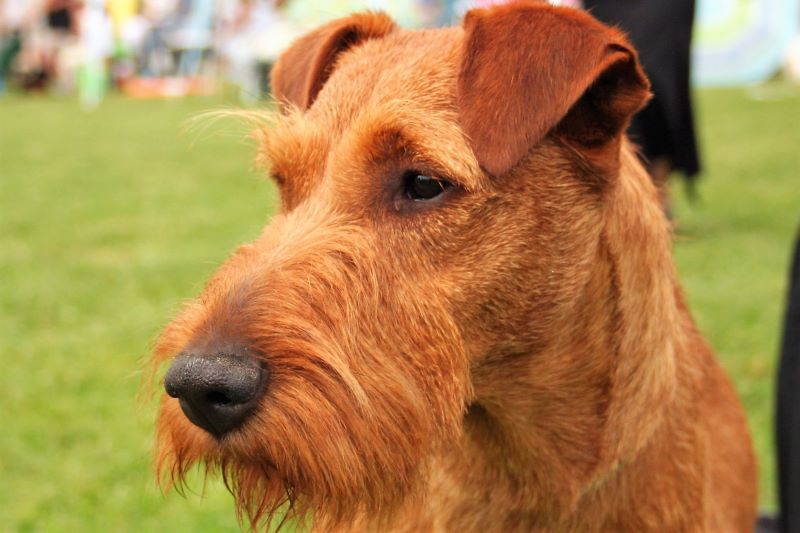 Irish Terrier. (Pleple2000, CC BY-SA 3.0)
