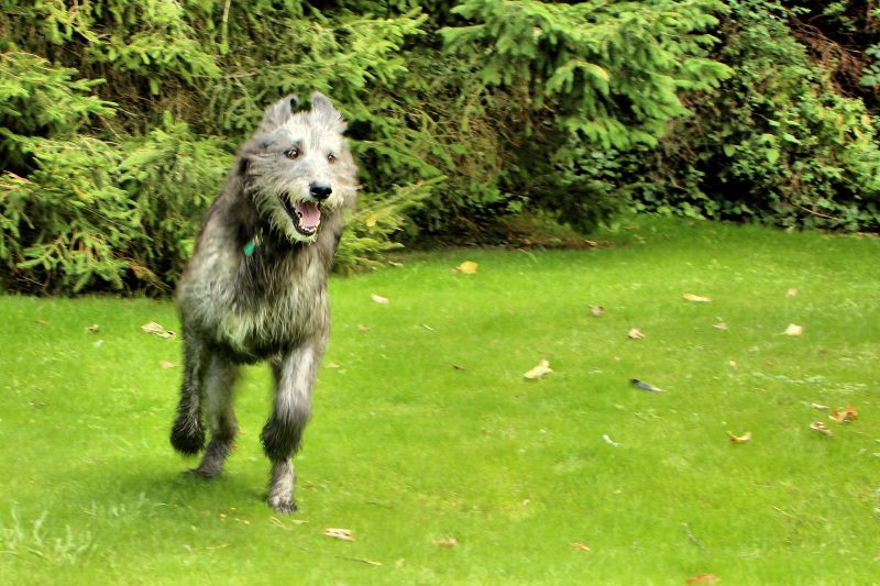 Irish Wolfhound. (Airwolfhound Flickr / (CC BY-SA 2.0))