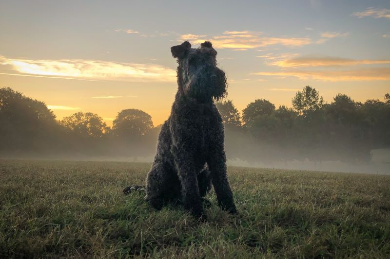 Kerry Blue Terrier. (Martin Hesketh / Flickr CC BY 2.0)
