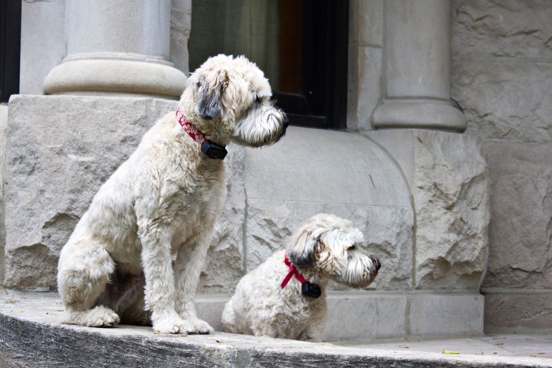 Wheaten Terriers. (David Hilowitz, Flickr / CC BY 2.0)