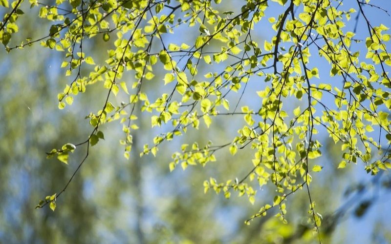 Birch Tree leaves. Credit: Dreamstime Birch Tree leaves. Credit: Dreamstime