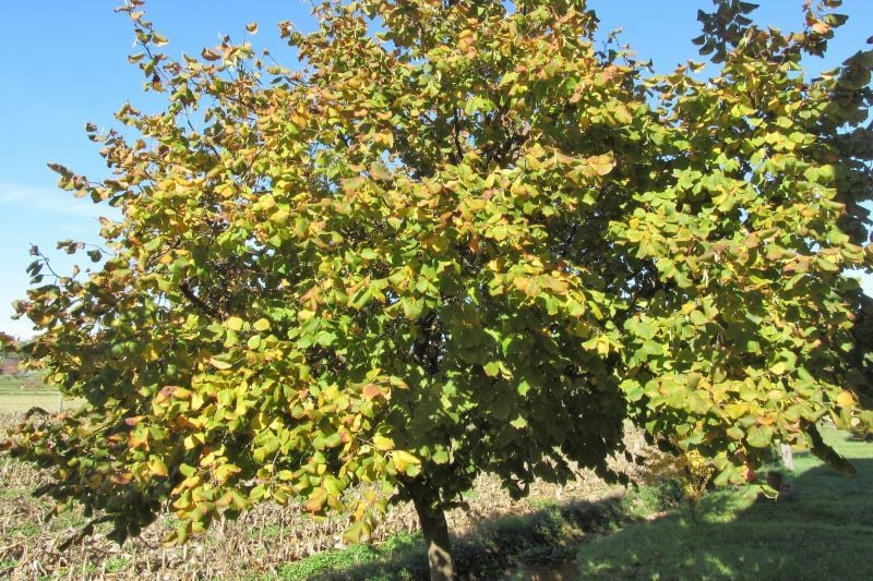 Hazel tree. (Getty Images)