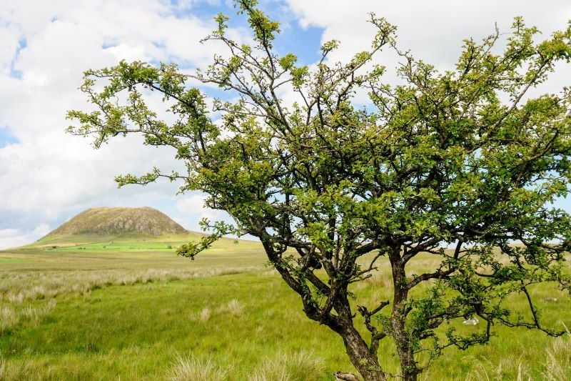 A hawthorn tree near Slemish Mountain, Co Antrim (Getty Images)