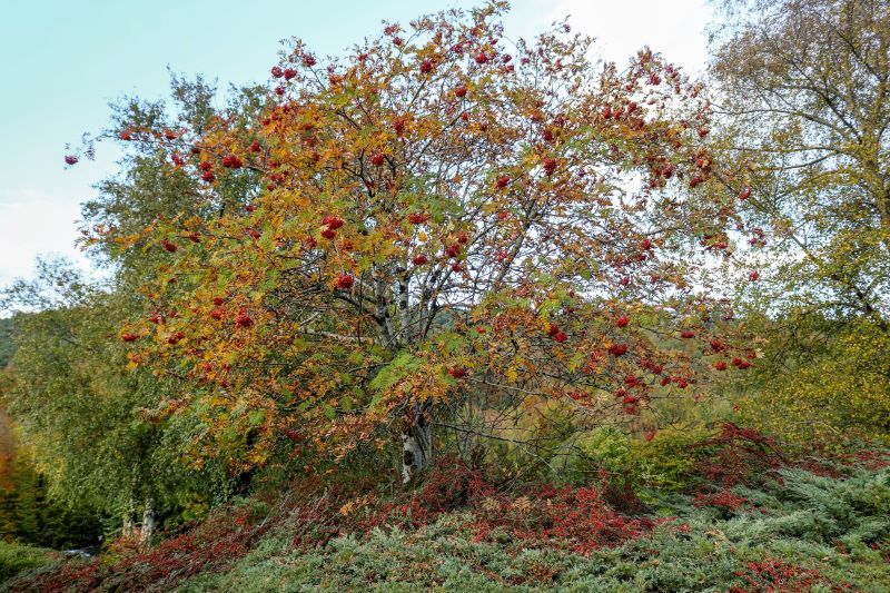 A Rowan tree in Ireland. (Getty Images)